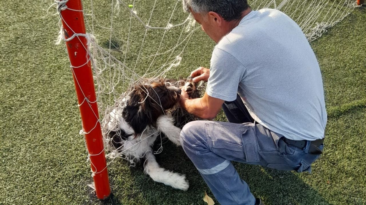 Fileye dolanan köpek, belediye ekiplerince kurtarıldı