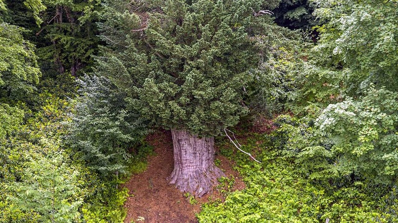 TRT Belgesele konu oldu