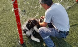 Fileye dolanan köpek, belediye ekiplerince kurtarıldı
