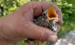Eski komando, yuvasından düşen yavru kuşu kurtardı