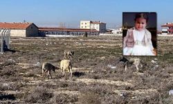 Sokak köpekleri, bebeği hayattan kopardı