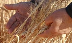 Tarımın payı yüzde 5.5'e geriledi