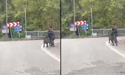 Domuzun saldırısından son anda kurtuldu