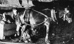 “TTK'nın kadrolu madenci son katırı da öldü”...