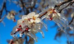 Çiftçiye zirai don uyarısı...