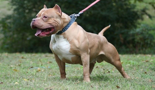  Pitbull silah sayıldı: 2 yıl 6 ay hapis cezası verildi