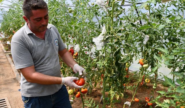 Ata tohumu elden ele dolaşıyor