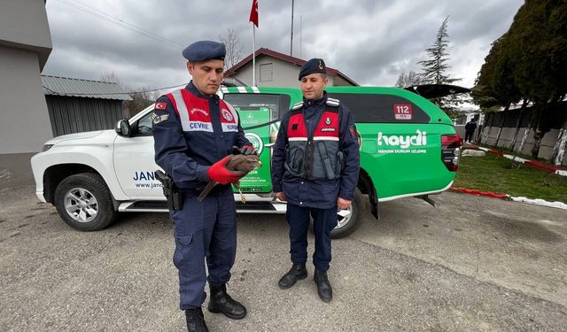 Yaralı doğana jandarma sahip çıktı