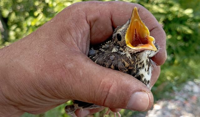 Eski komando, yuvasından düşen yavru kuşu kurtardı