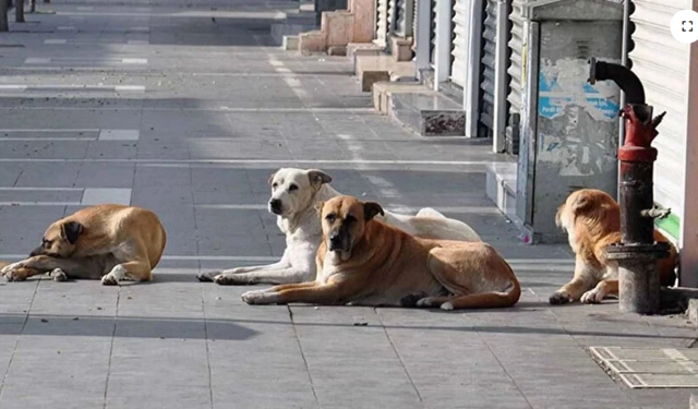 Sokak köpekleri düzenlemesi TBMM'den geçti...