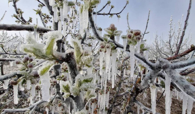 Zirai donun faturası: Üretimdeki kayıp raflara yansıyacak
