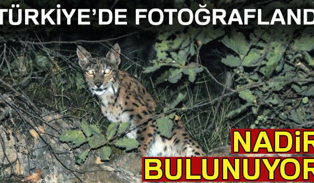 Nadir görülen yaban hayvanlarından vaşak, Tunceli'de doğa fotoğrafçısı tarafından fotoğraflandı