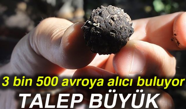 Orman ve Su İşleri Bakanlığı Orman Genel Müdürlüğü (OGM), dünyada kara elmas olarak bilinen ve kalitesine göre 100 ila 3 bin 500 avro arasında fiyata alıcı bulan trüf mantarını ülke ekonomisine kazandırmak için çalışmalarını sürdürüyor