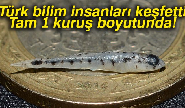 Türk bilim insanları, Akdeniz ve Avrupa kıtasının en küçük balığı ve en küçük omurgalı canlısı olan nano balığın keşfini gerçekleştirdi