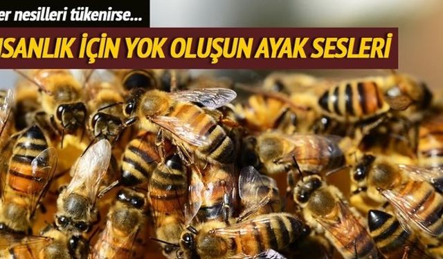 7 arı türünün neslinin tükenmekte olduğu açıklandı