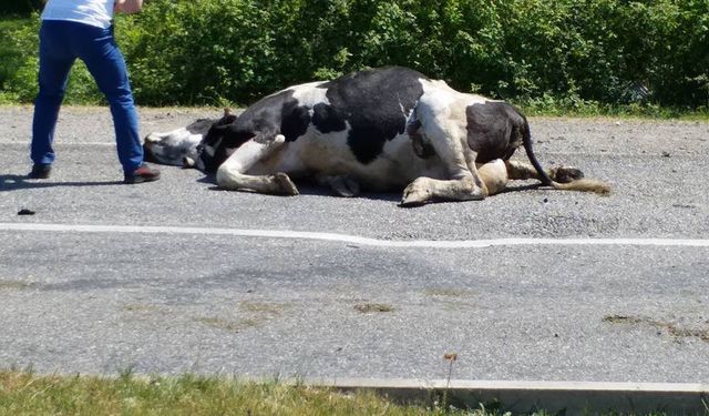 Yola fırlayan başıboş inek kazaya neden oldu!..