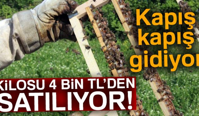 İşçi arıların kraliçe arı için yaptığı arı sütünün hasadı başladı