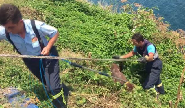 Uçurum kenarında mahsur kalan köpeği itfaiye kurtardı...