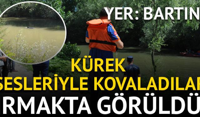 Bartın Irmağı'na giren yunusu işçilerin fark etmesinin ardından ekipler hemen harekete geçti