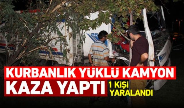 Karabükte kurbanlık hayvan yüklü kamyon sürücüsünün kontrolünü kaybetmesi sonucu yoldan çıktı