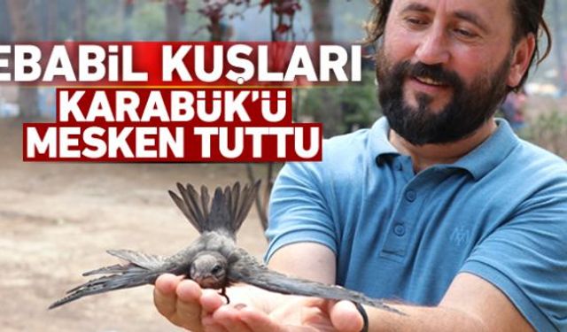 Dünyanın en nadir rastlanan kuşlarından biri olan Ebabil kuşları Karabükü mesken tuttu