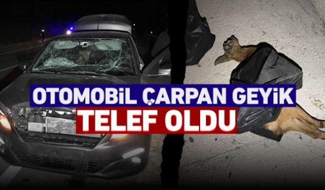 Karabükün Safranbolu ilçesinde otomobilin çarptığı geyik telef oldu