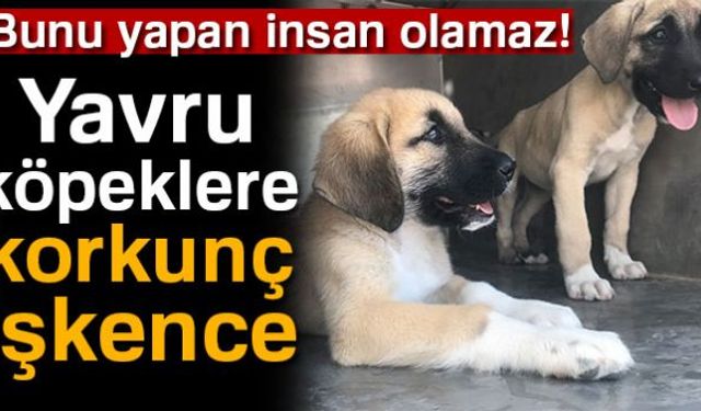 Birinin arka ayağı diğerinin patisi kesilen iki yavru köpek bulundu