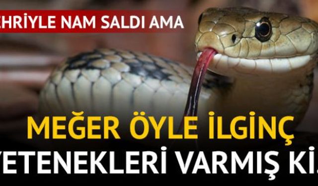 İnsanlar için tehlikeli hayvan türlerinden olan yılanlar en çok korkulan canlılar arasında yer alıyor