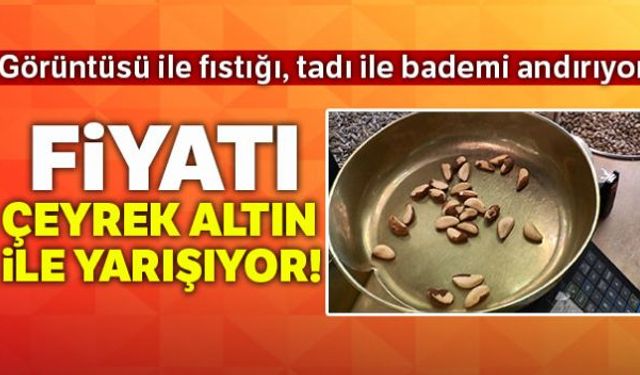 Görüntüsü ile fıstığı, tadı ile bademi andıran Brezilya cevizinin fiyatı dudak uçuklatıyor