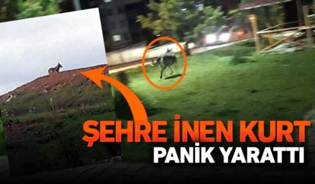 Şehir merkezine inen kurt vatandaşlar arasında paniğe neden oldu