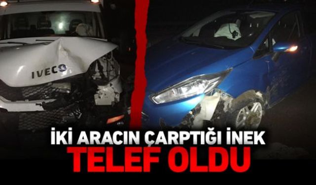 Bir kamyonetin ezdiği ardından bir otomobilin çarptığı inek telef olurken, kazada 2 araç hasar gördü