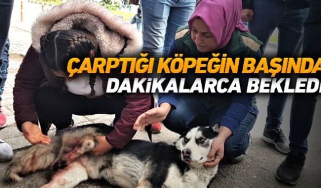 Otomobili ile seyir halinde iken yola aniden çıkan köpeğe çarpıp, yaralanmasına neden olan sürücü belediye görevlileri gelene kadar yaralı köpeğin başında bekledi