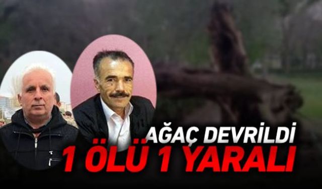 Orman işçilerinin üzerine ağaç devrilmesi sonucu 1 işçi öldü, 1 işçi yaralandı