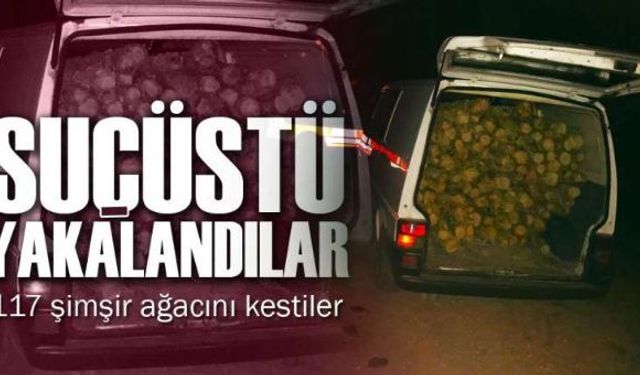 Jandarma tarafından gerçekleştirilen operasyonda koruma altındaki 117 şimşir ağacını kesen 3 kişi, suçüstü yakalandı