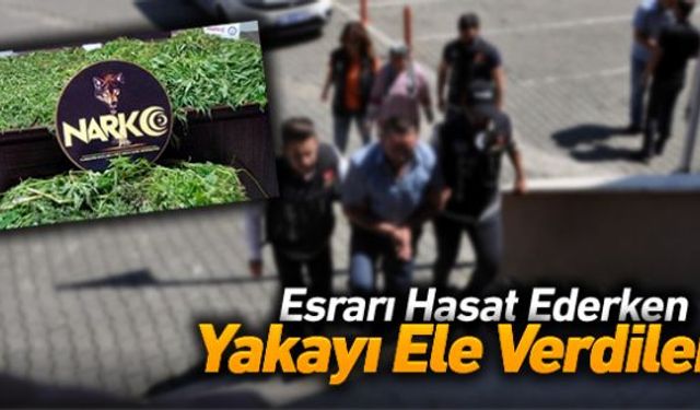 Narkotik ekiplerince düzenlenen uyuşturucu operasyonunda mısır tarlasına ekim yaptıkları esrarı hasat eden karı koca suçüstü yakalandı