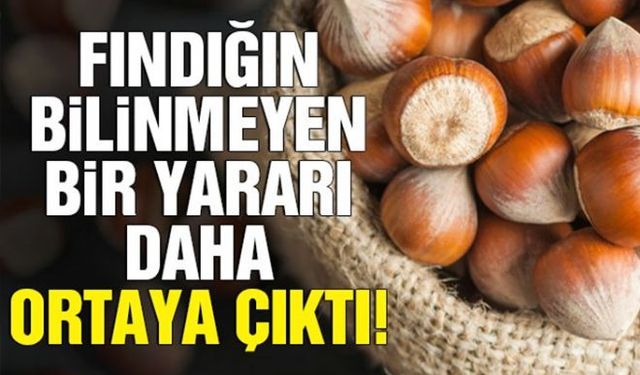 Fındığın sağlık açısından bilinmeyen bir yararının daha ortaya çıktığı öğrenildi