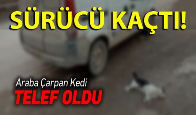 Seyir halindeki otomobilin çarptığı kedi telef olurken, sürücü ise olay yerinden kaçtı