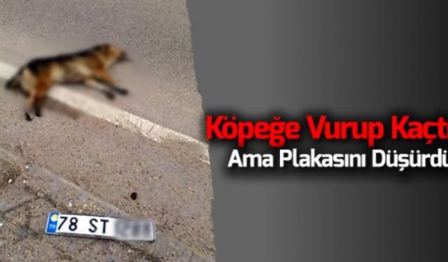 Yolun karşısına geçmeye çalışan köpeğe otomobil çarptı