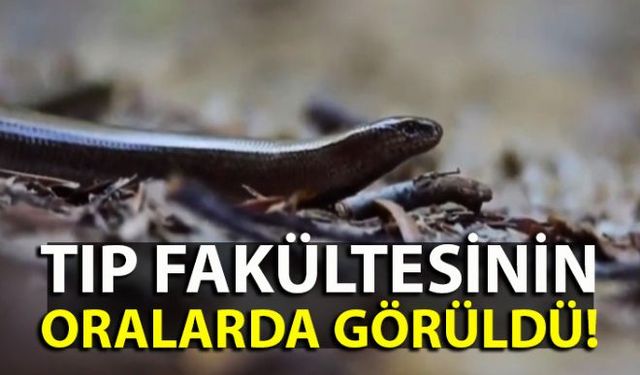 Tıp Fakültesi bölgesinde görülen bu canlı türünü görenler hayretler içinde kaldı