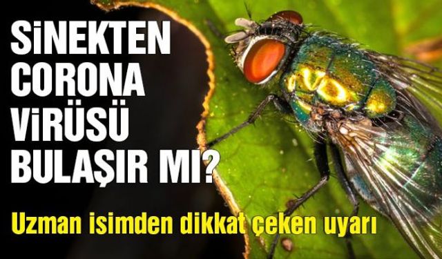 Sıtma, sarıhumma, Dengue-Humması (DENV), zika, Batı Nil virüsü gibi birçok hastalığın taşıyıcısı olan sivrisinek ve karasineklerin corona virüsü taşıyıp taşımayacağı merak ediliyor