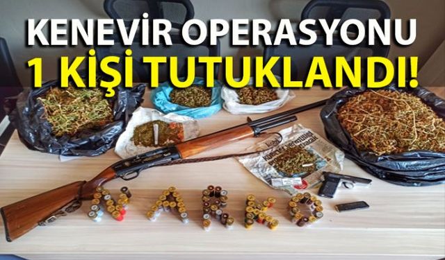 Zonguldakın Ereğli ilçesi İlçe Emniyet Müdürlüğü Narkotik Suçlarla Mücadele Grup Amirliği ekipleri düzenledikleri operasyon ile iki ayrı bahçede dikili 741 kök Hint keneviri ele geçirdi