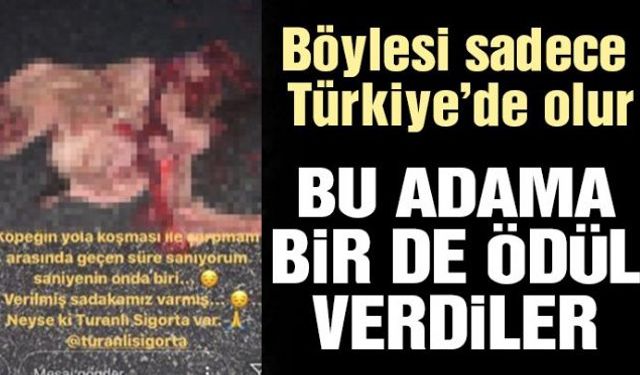 Arabasıyla yoldan geçen köpeği ezerek, fotoğraflarını sosyal medya hesabından paylaşan ve bağlı olduğu sigorta şirketinin reklamını yapan reklamcı Emrah Y, Altın ve Kariyer Ödülleri Zirvesi tarafından Yılın en iyi reklamcısı ödülüne layık görüldü