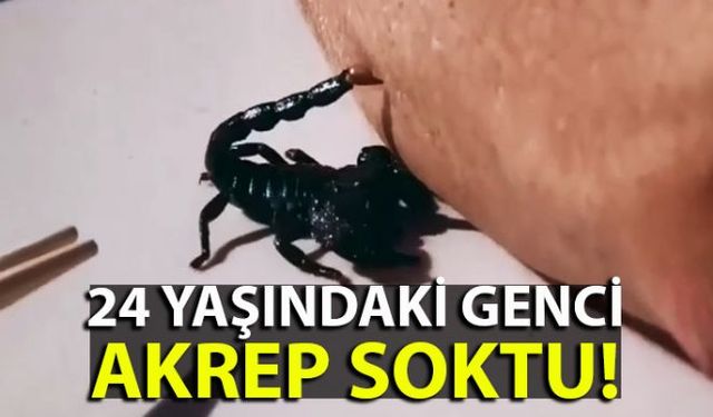 Zonguldakın Alaplı İlçesinde 1 kişiyi akrep soktu