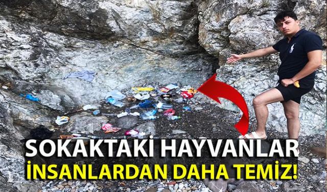 Kozlu ilçesine bağlı Değirmenağzı Plajında ellerindeki çöpleri yere  atan ve doğayı kirleten insanlara serzenişte bulunan duyarlı vatandaşlar, Sokaktaki hayvanlar bile siz insanlardan daha temiz!