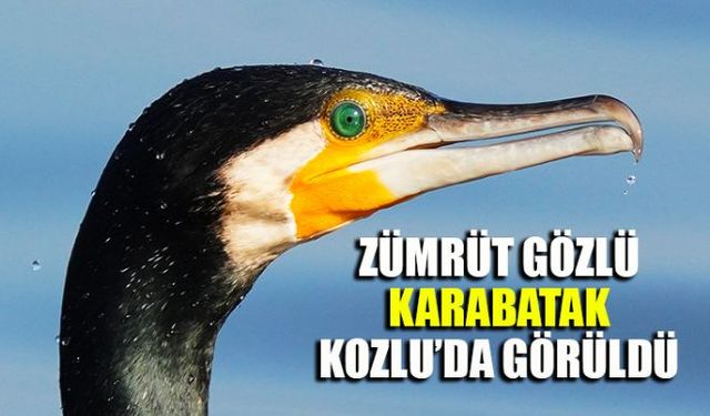 Kozlu denizinde muhteşem zümrüt gözlü Karabatak görüldü