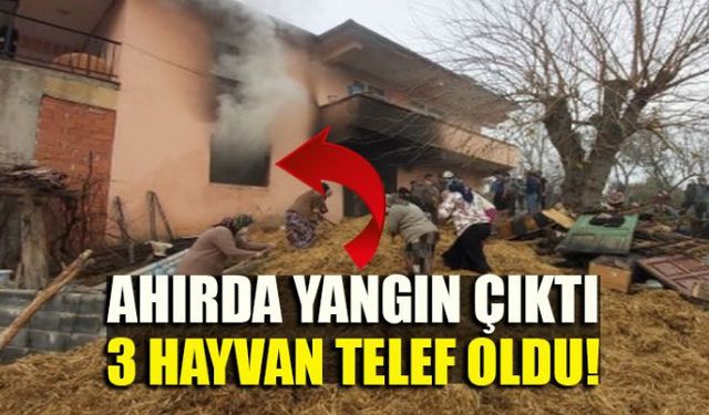 Zonguldakın Ereğli ilçesine bağlı Buruncuk mahallesinde ahırda çıkan yangında 2 kişi yaralandı, 3 büyük baş hayvan telef oldu