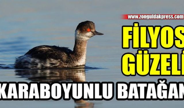 Zonguldak göçmen kuşların rotası haline gelmeye başladı