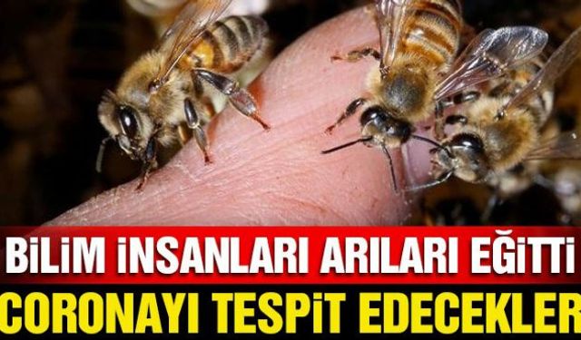 Bilim insanları, corona virüsüne yakalanmış kişileri tespit etmek için keskin koku alma duyusuna sahip olan arıları eğitti