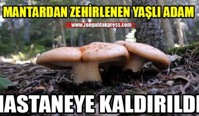 Ormanda topladığı mantar az kalsın sonu oluyordu!..