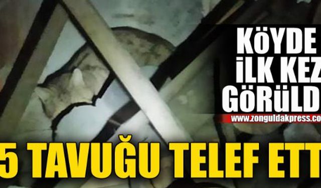 Köyde ilk defa görüldü, 15 tavuğu telef etti